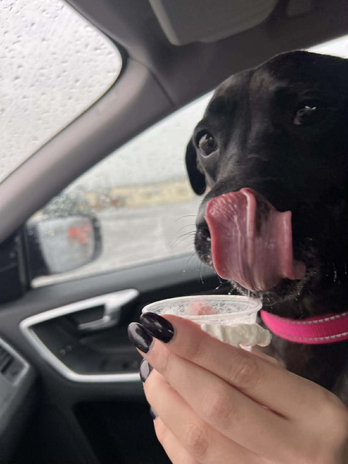 Enlarge Tilly, a Adoptable mixed breed in Lincoln Park, NJ image 2/6