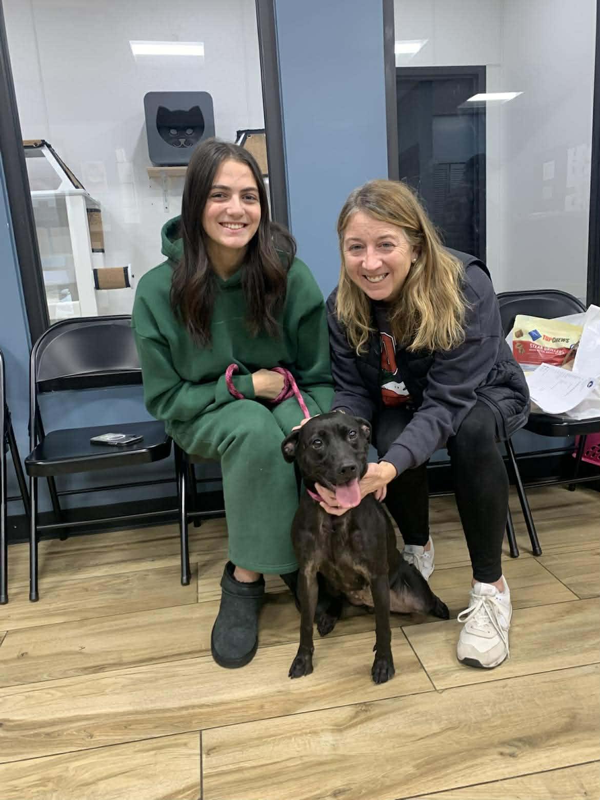 Tilly, Adoptable, Adult Female Labrador Retriever.