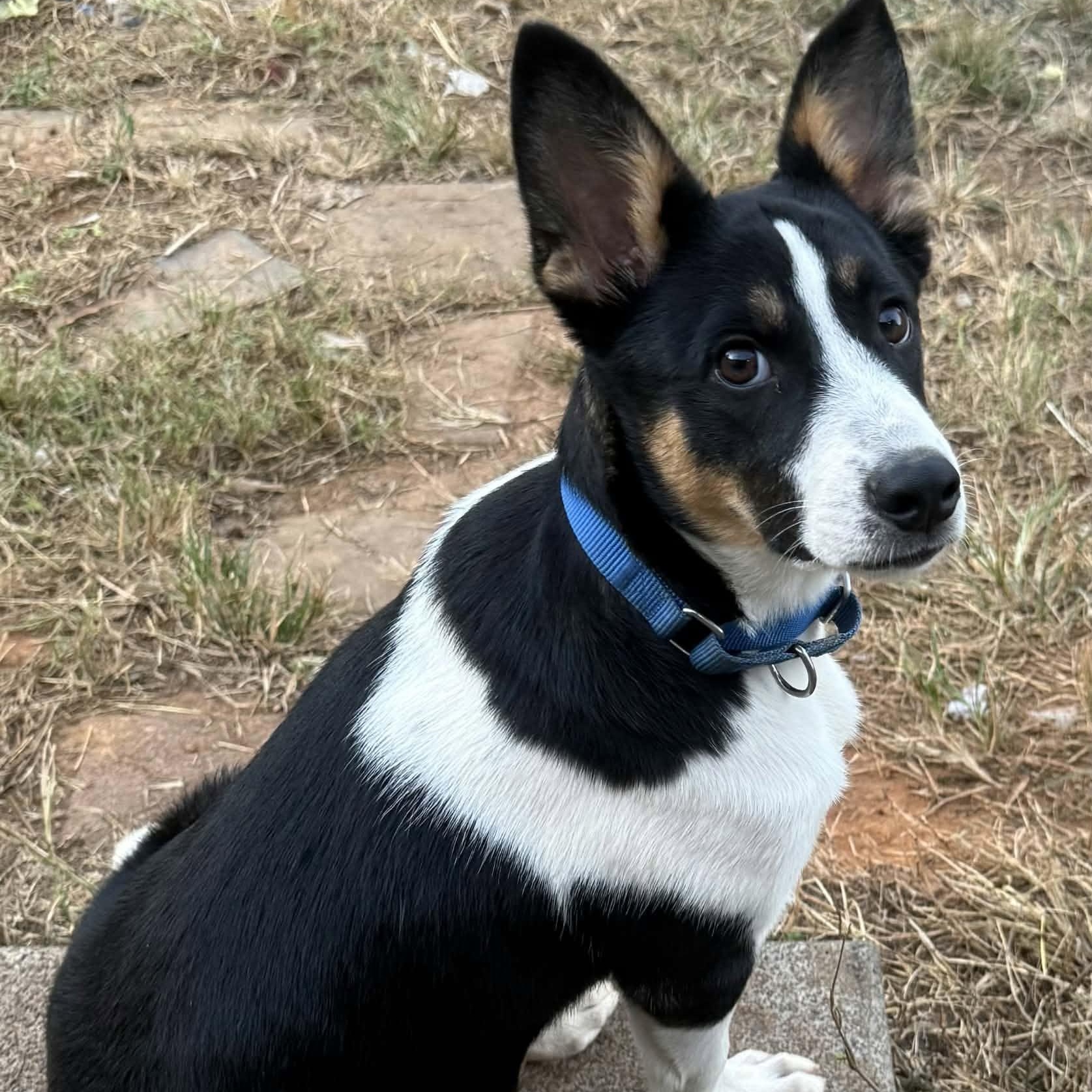 Nate, Adoptable, Puppy Male Mixed Breed.