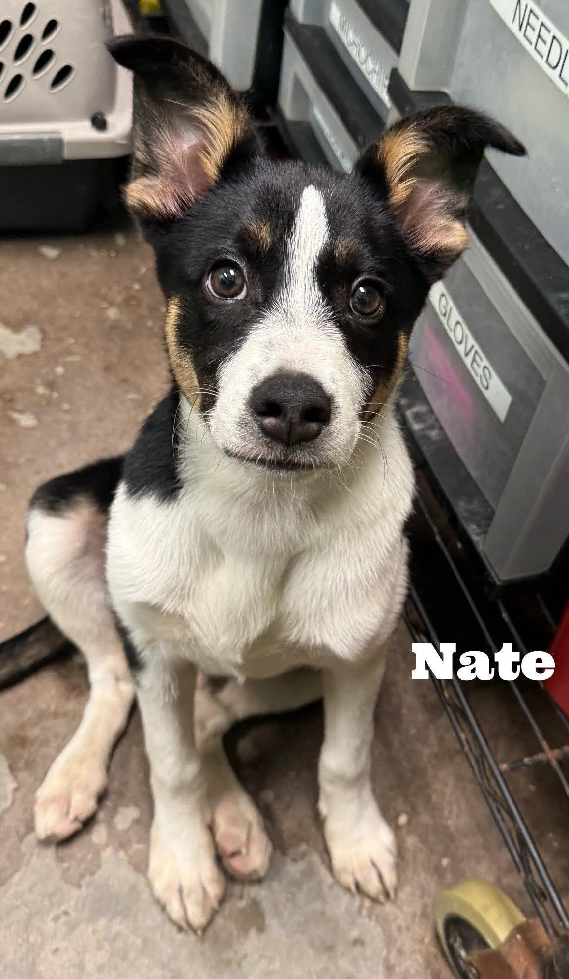 Enlarge Nate, a Adoptable mixed breed in Hopkinton, MA image 2/2