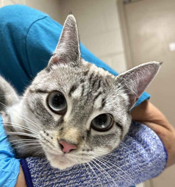 Enlarge Allison (mcas), a Adoptable mixed breed in Troutdale, OR image 1/1