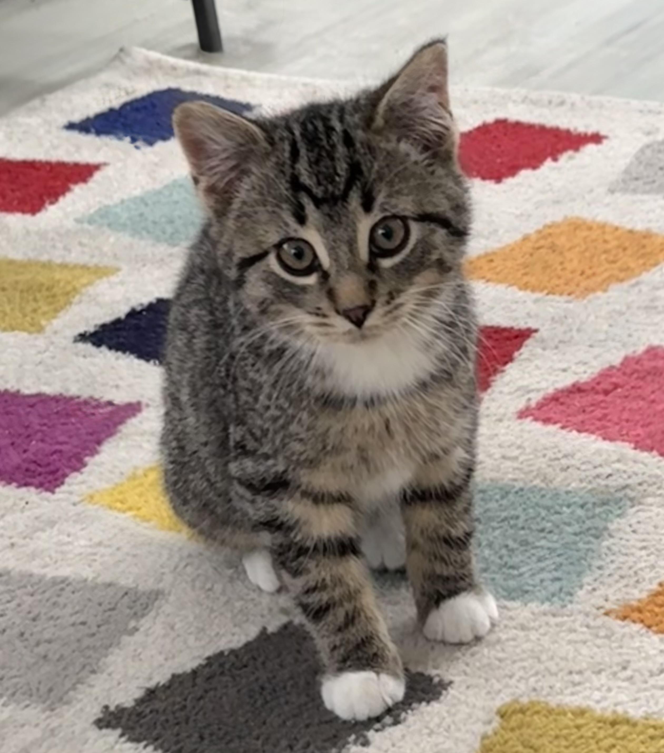 Enlarge Pax , a ADOPTABLE mixed breed in Saginaw, MI image 1/4