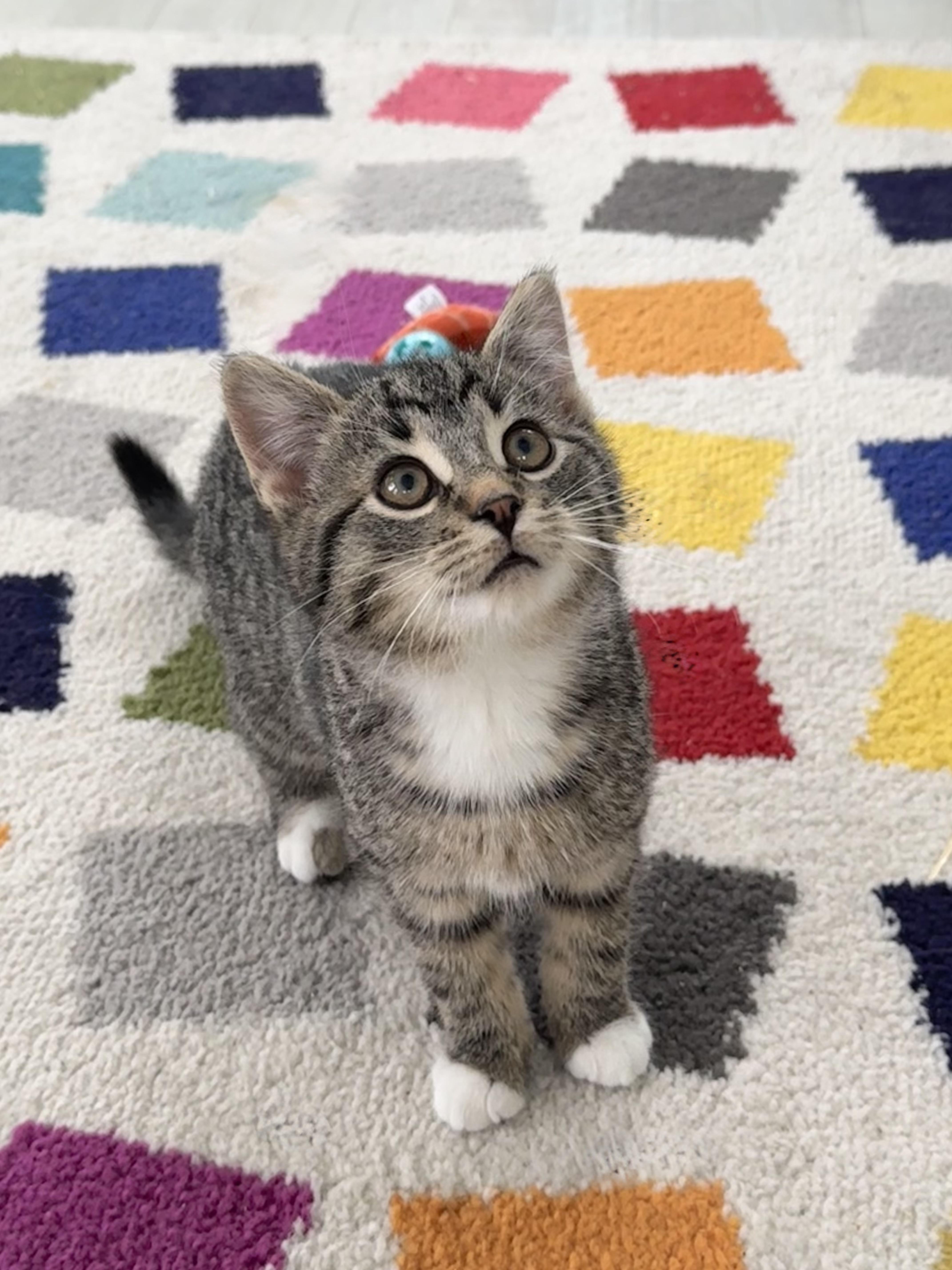 Enlarge Pax , a ADOPTABLE mixed breed in Saginaw, MI image 4/4