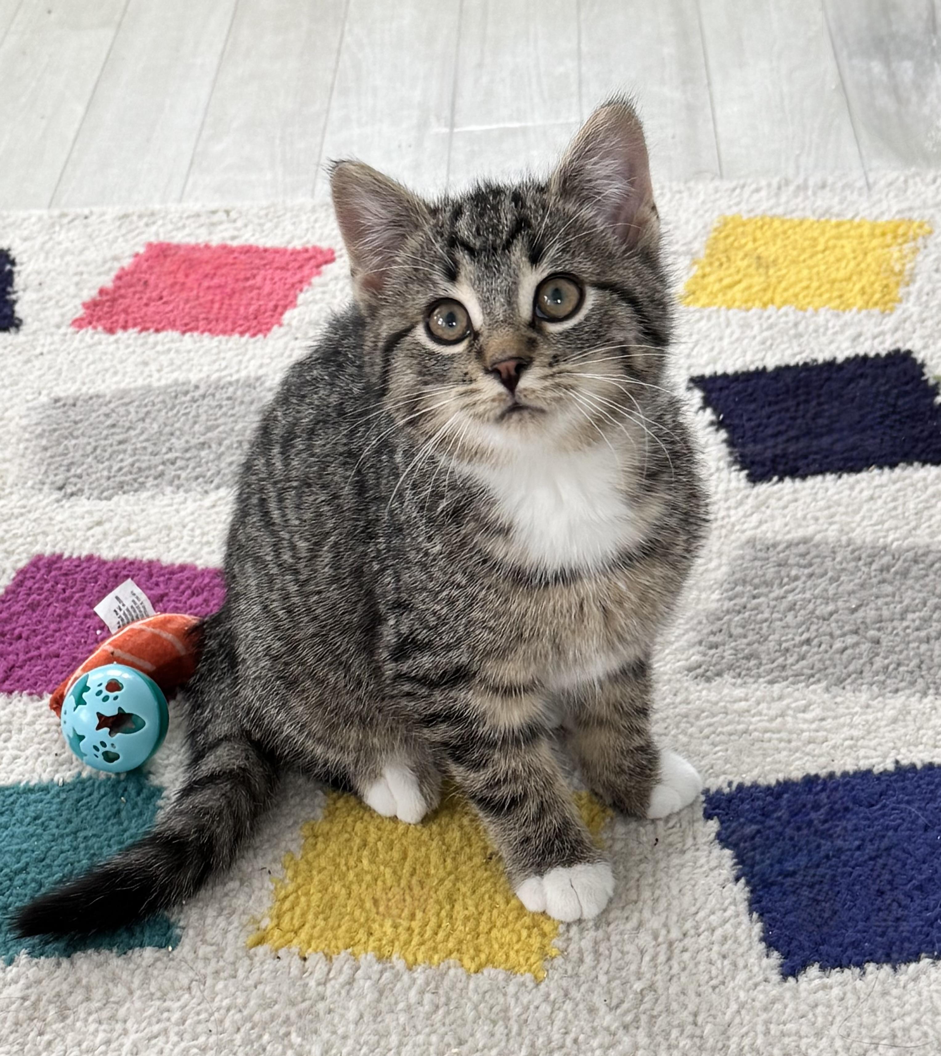 Enlarge Pax , a ADOPTABLE mixed breed in Saginaw, MI image 2/4