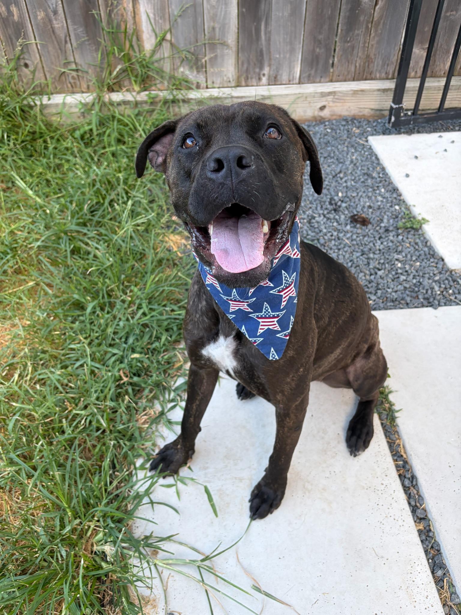 Enlarge Paloma, a Adoptable mixed breed in Portland, OR image 5/6