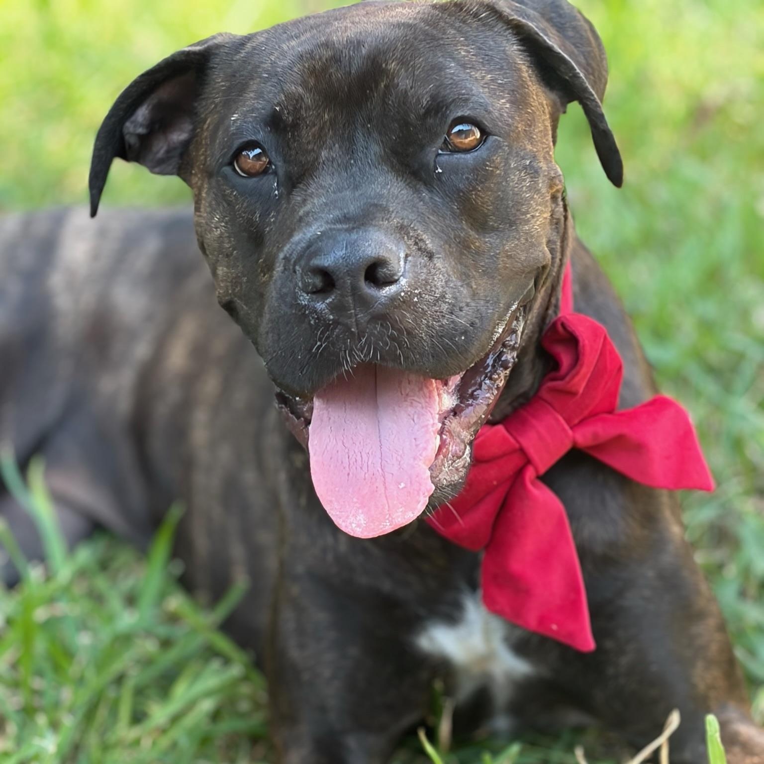 Paloma, Adoptable, Young Female Cane Corso & Boxer.
