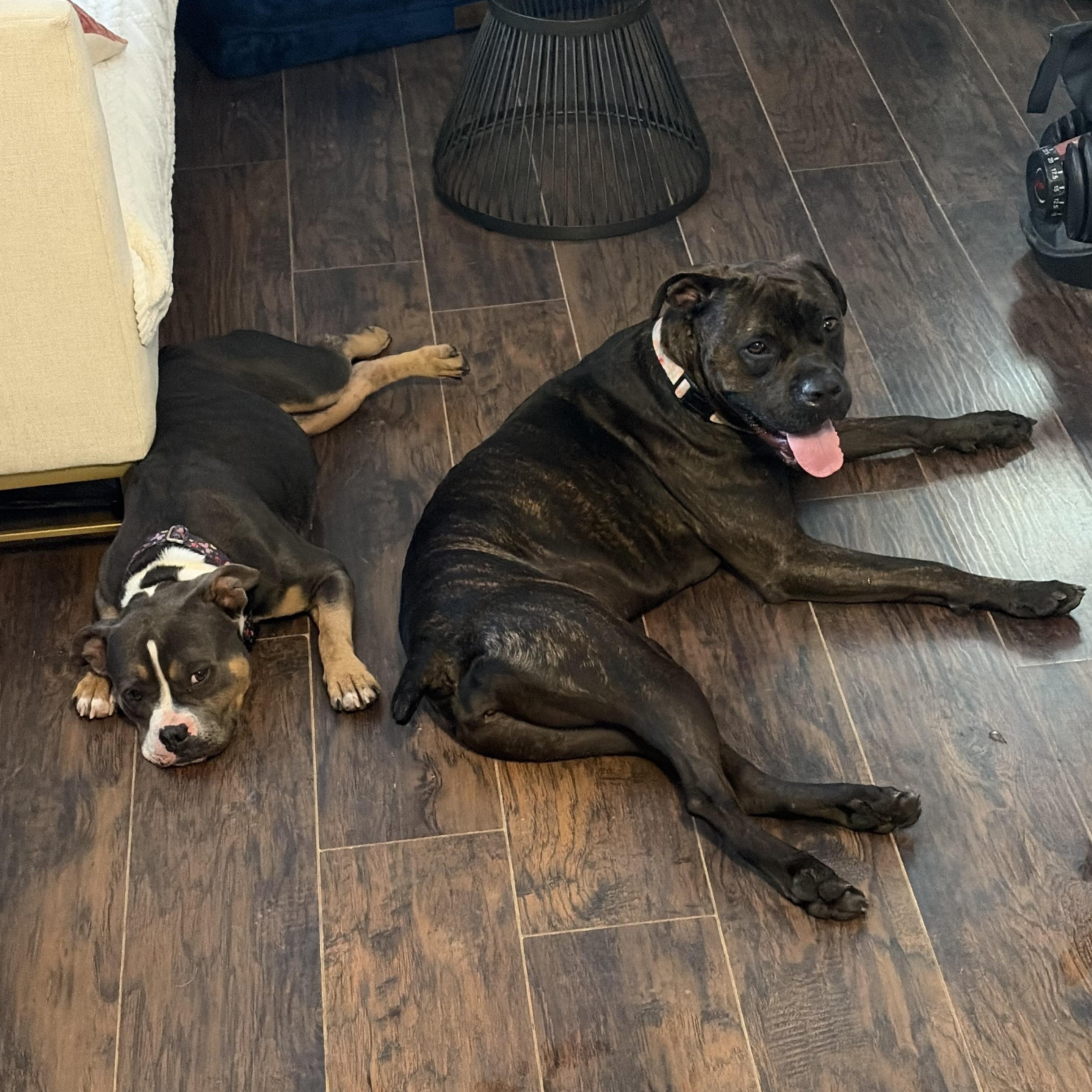 Enlarge Paloma, a Adoptable mixed breed in Portland, OR image 3/6