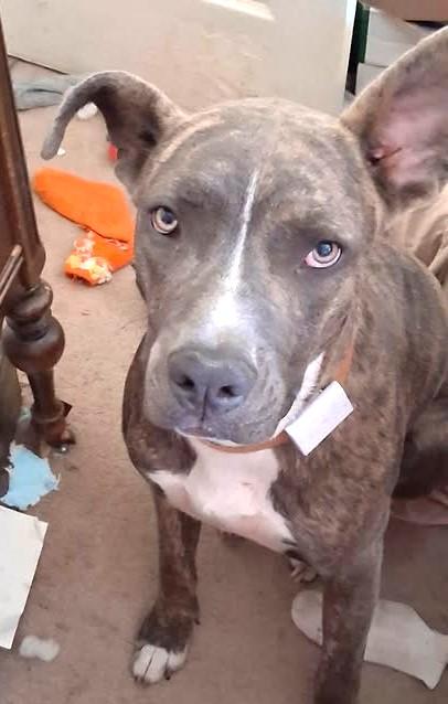 Titus, ADOPTABLE, Young Male Pit Bull Terrier.