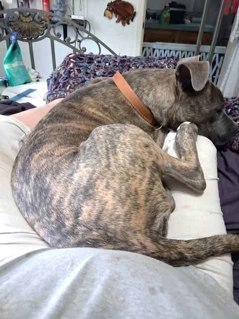 Titus, a ADOPTABLE Pit Bull Terrier in Lewiston, ID image 2/2