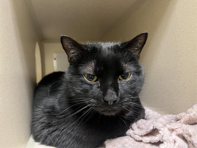 Enlarge SEVERUS, a Adoptable mixed breed in Denver, CO image 1/1