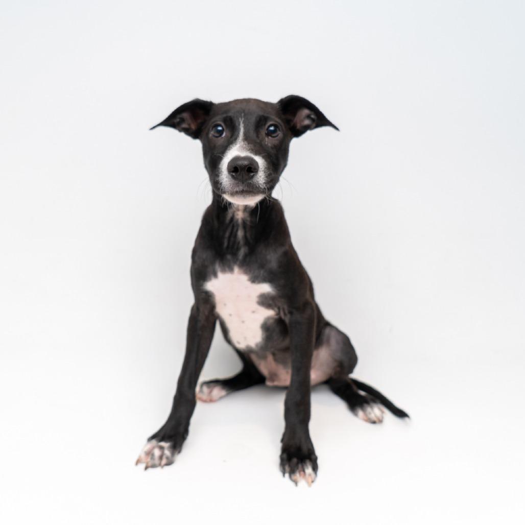 Nestle, Adoptable, Puppy Male Mixed Breed.