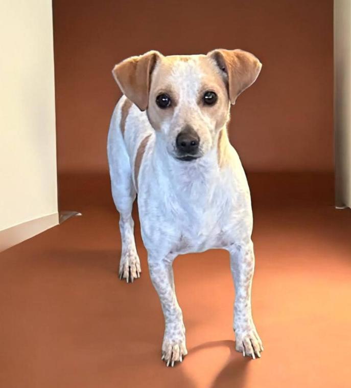 Enlarge Mario in TX, a Adoptable Chihuahua in Cranston, RI image 1/2