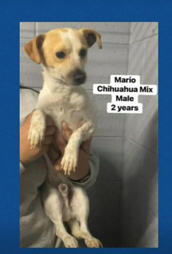 Enlarge Mario in TX, a Adoptable Chihuahua in Cranston, RI image 2/2