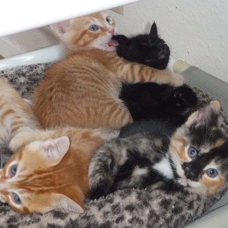 Enlarge We Have Kittens!, a Adoptable mixed breed in Hoquiam, WA image 3/6