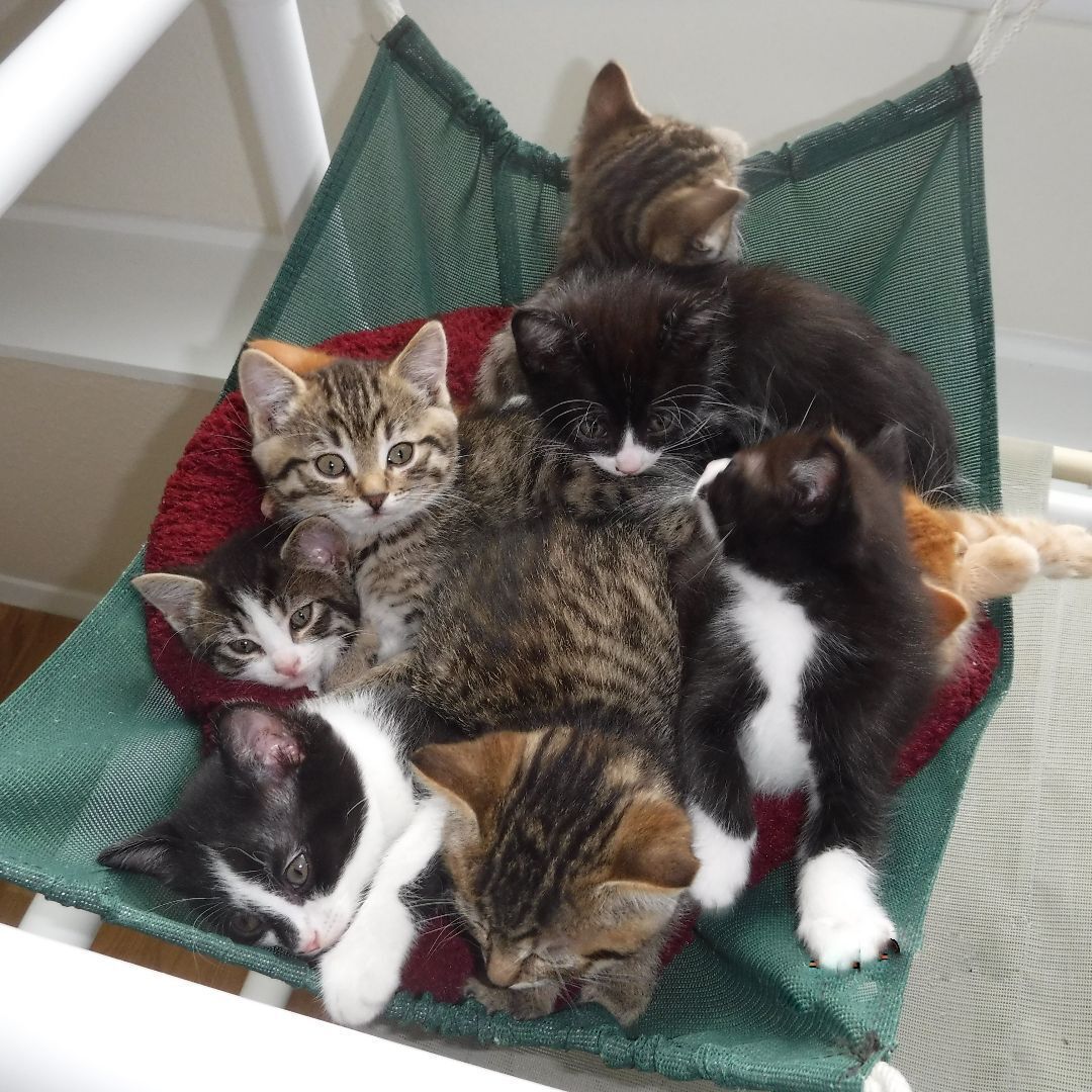 Enlarge We Have Kittens!, a Adoptable mixed breed in Hoquiam, WA image 2/6