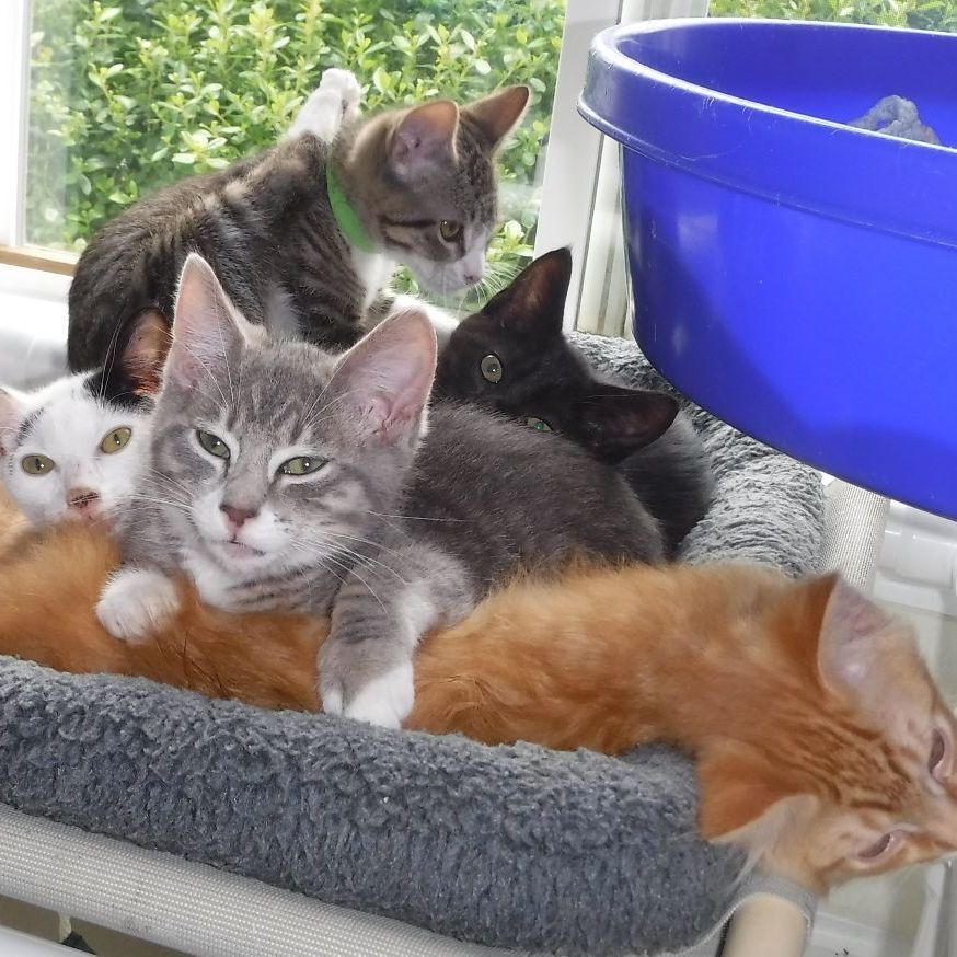 Enlarge We Have Kittens!, a Adoptable mixed breed in Hoquiam, WA image 4/6