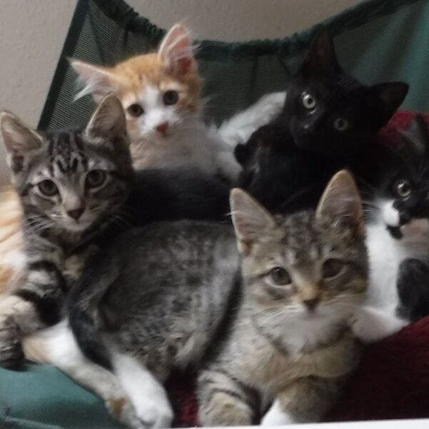 Enlarge We Have Kittens!, a Adoptable mixed breed in Hoquiam, WA image 5/6