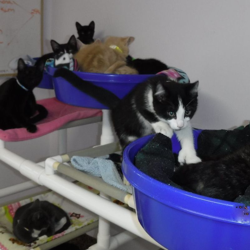 Enlarge We Have Kittens!, a Adoptable mixed breed in Hoquiam, WA image 1/6