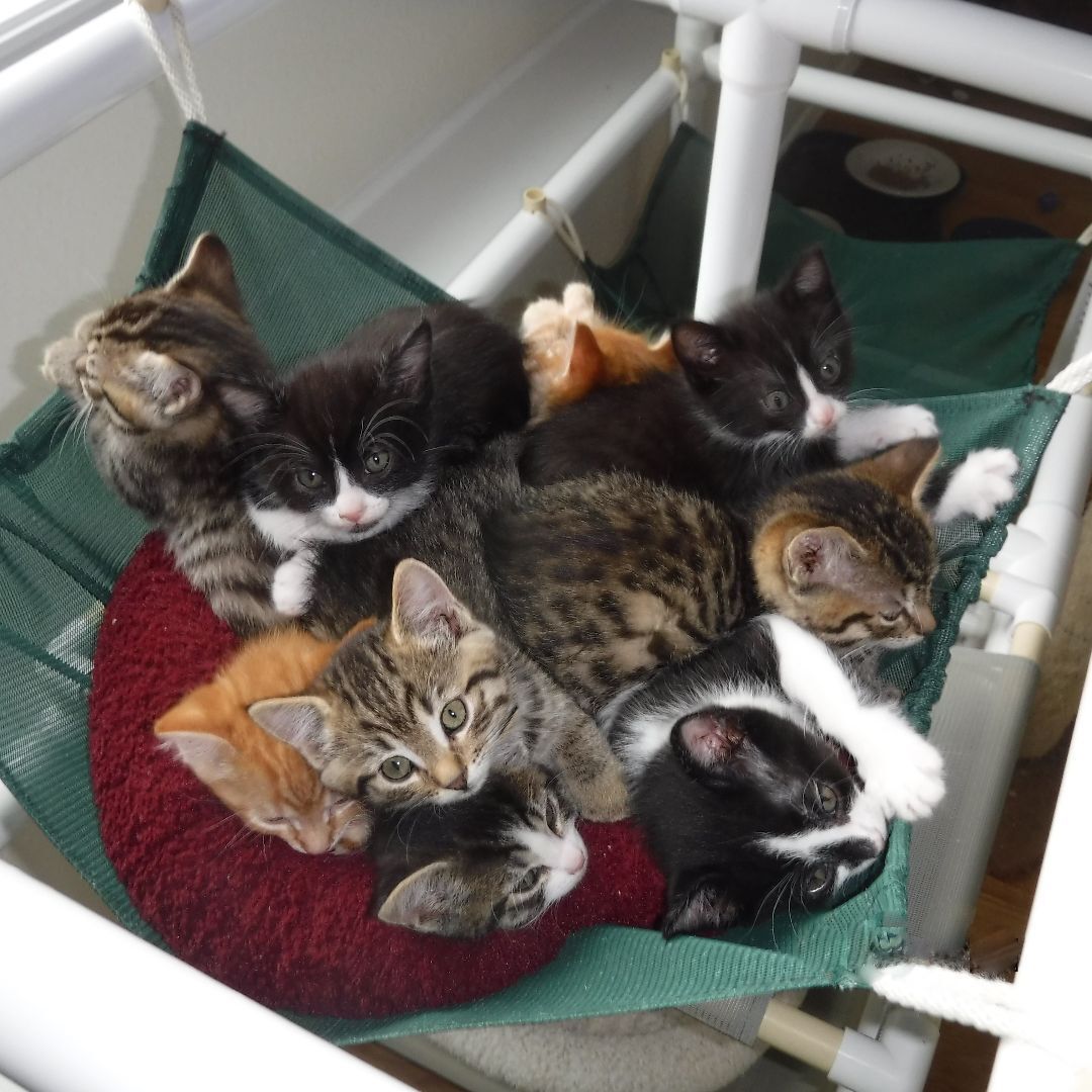 Enlarge We Have Kittens!, a Adoptable mixed breed in Hoquiam, WA image 6/6