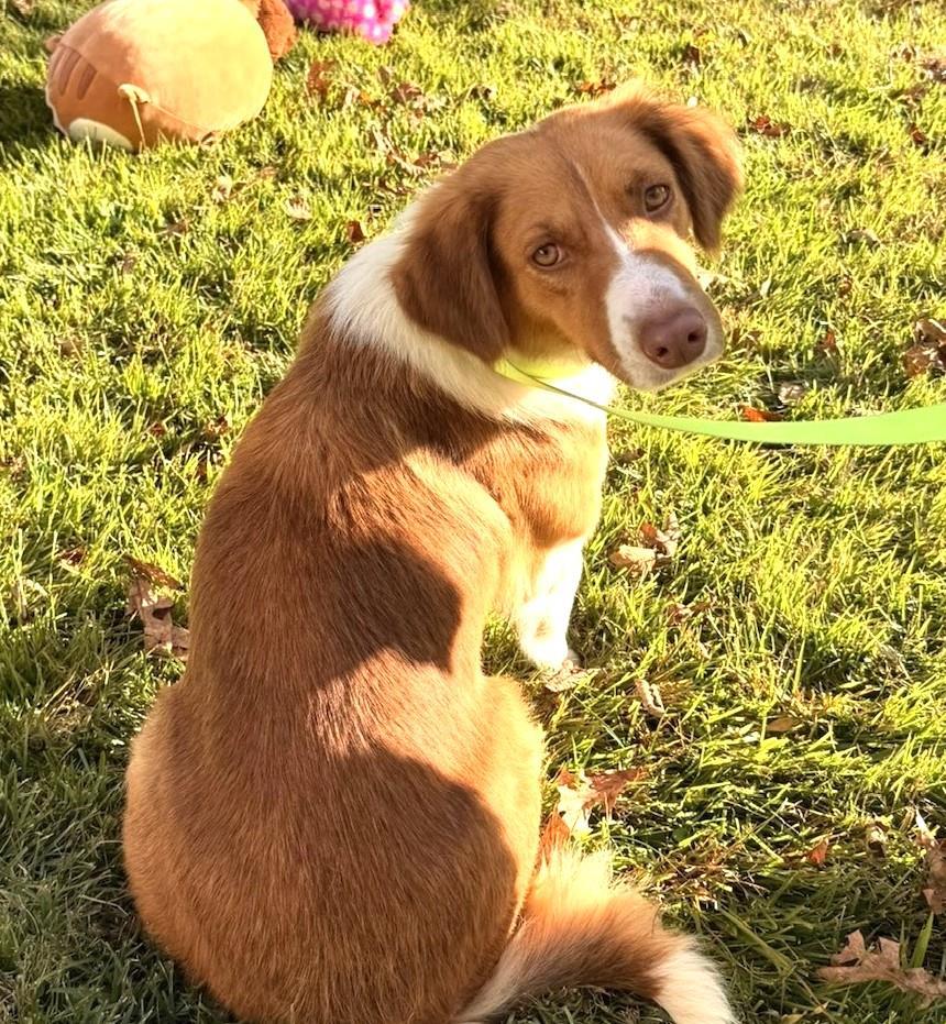 Piglet, Adoptable, Young Female Australian Shepherd.