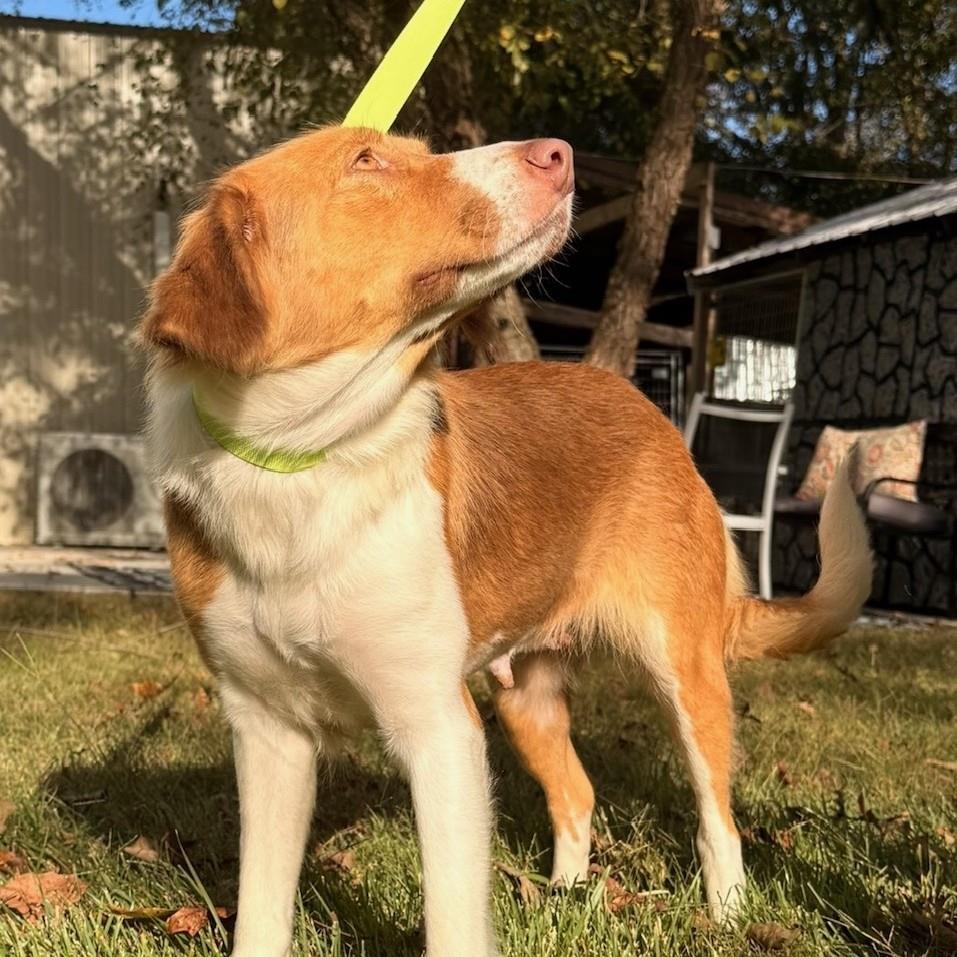 Enlarge Piglet, a Adoptable Australian Shepherd in Locust Fork, AL image 2/3