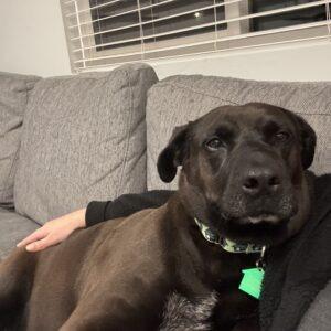 Bianca, Adoptable, Adult Female Mixed Breed & German Shepherd Dog.