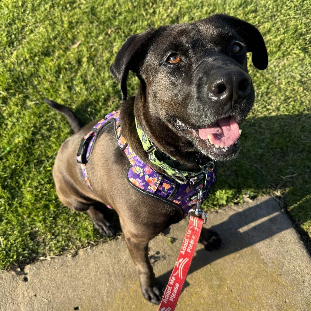 Enlarge Bianca, a Adoptable mixed breed in San Diego, CA image 2/6