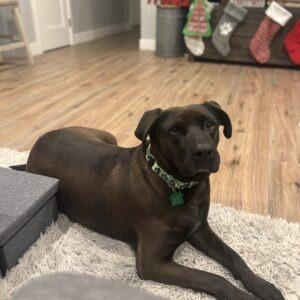 Enlarge Bianca, a Adoptable mixed breed in San Diego, CA image 3/6