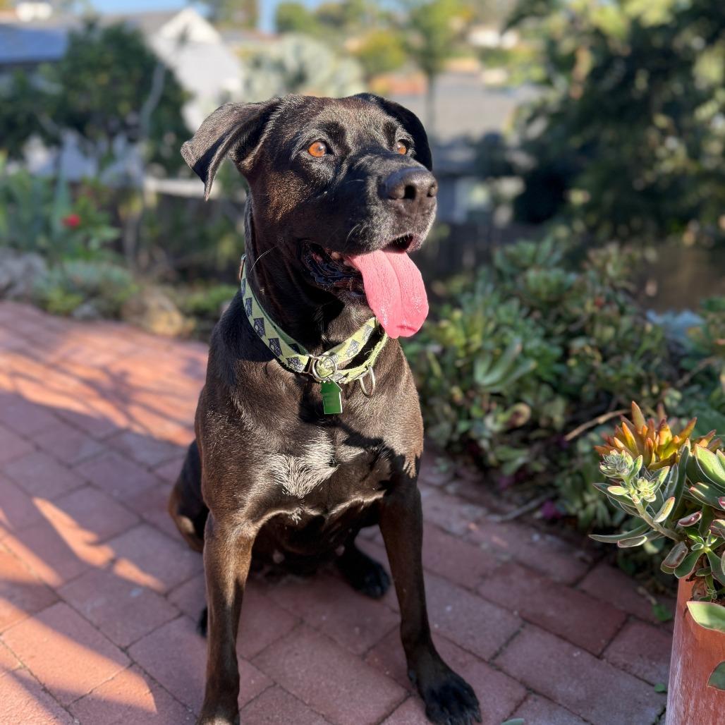 Enlarge Bianca, a Adoptable mixed breed in San Diego, CA image 4/6