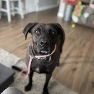 Enlarge Bianca, a Adoptable mixed breed in San Diego, CA image 5/6
