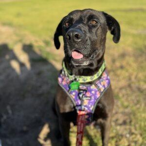 Enlarge Bianca, a Adoptable mixed breed in San Diego, CA image 6/6