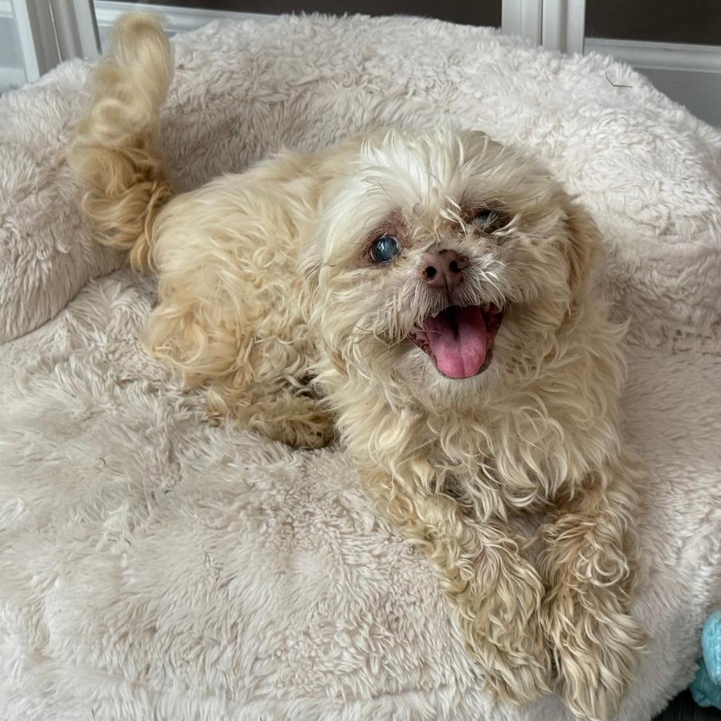 Miso, Adoptable, Senior Male Shih Tzu.