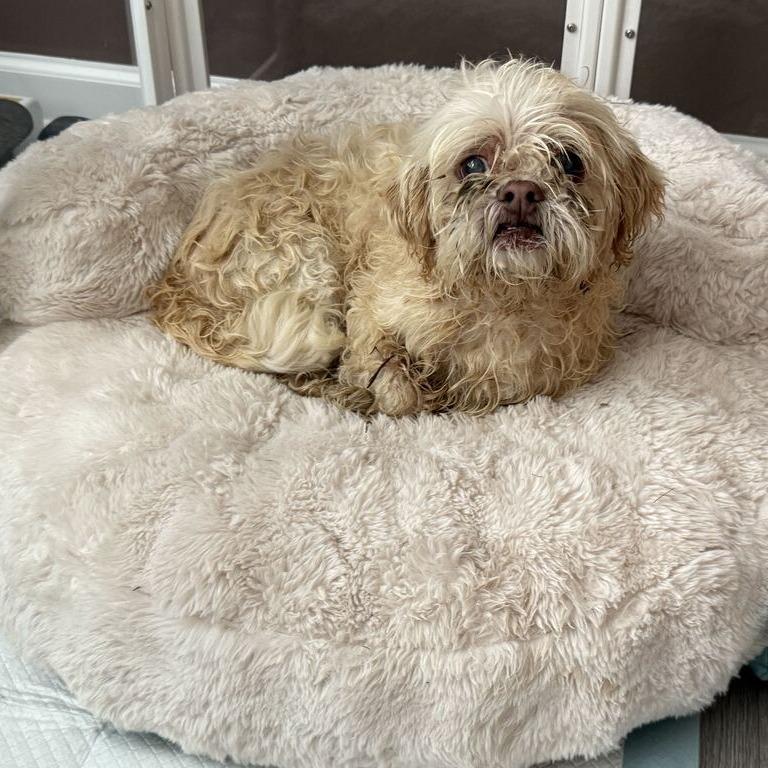Enlarge Miso, a Adoptable Shih Tzu in Raleigh, NC image 2/6