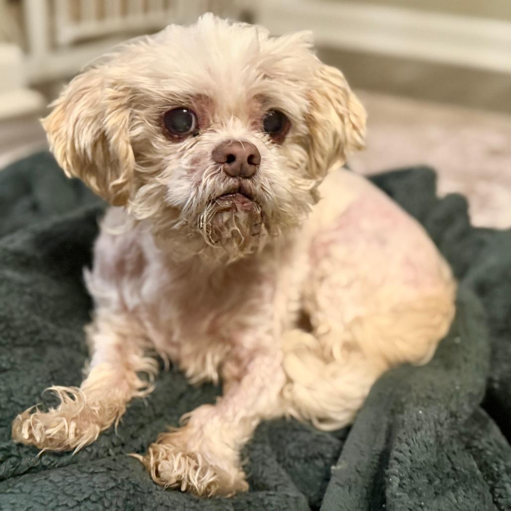Enlarge Miso, a Adoptable Shih Tzu in Raleigh, NC image 3/6