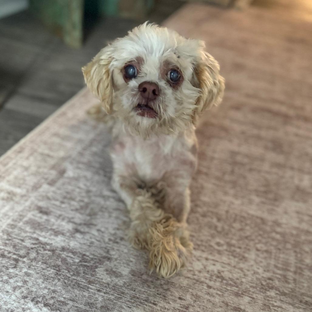 Enlarge Miso, a Adoptable Shih Tzu in Raleigh, NC image 4/6