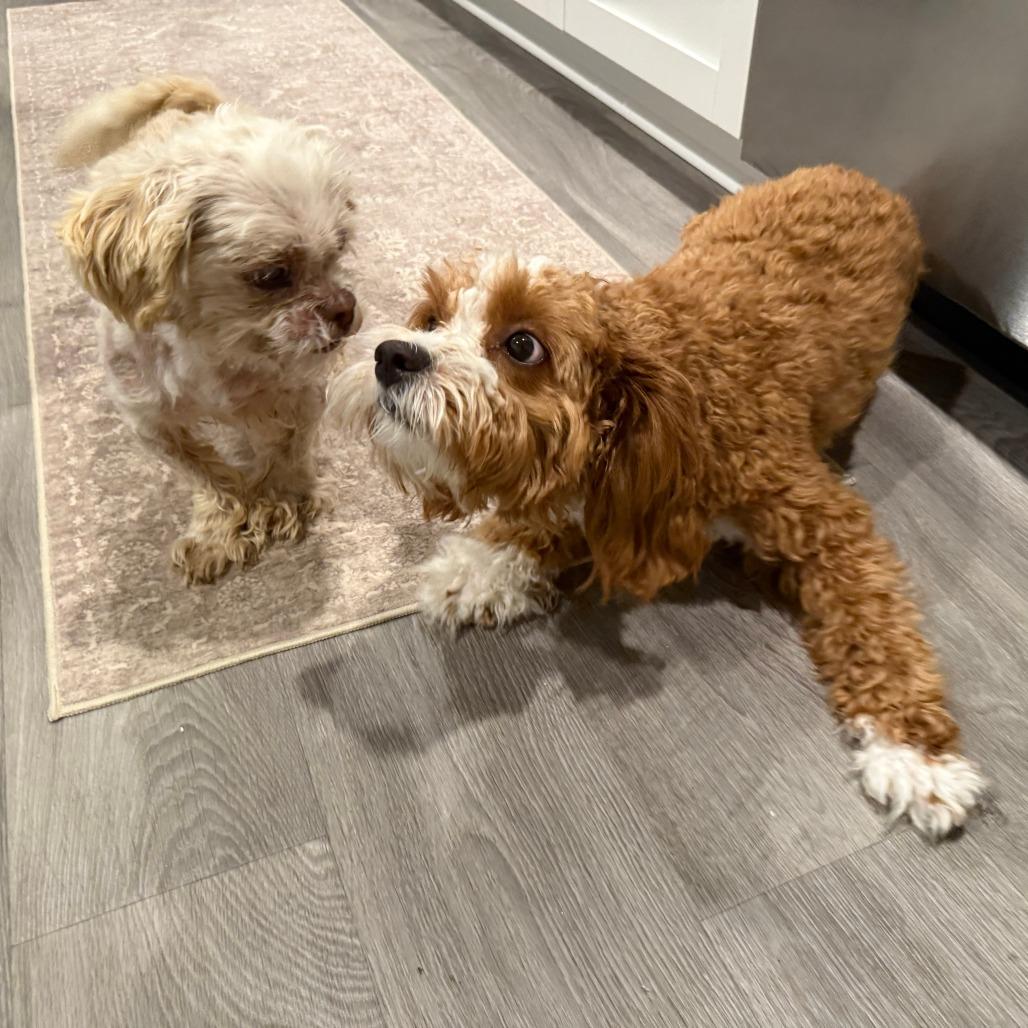 Enlarge Miso, a Adoptable Shih Tzu in Raleigh, NC image 5/6