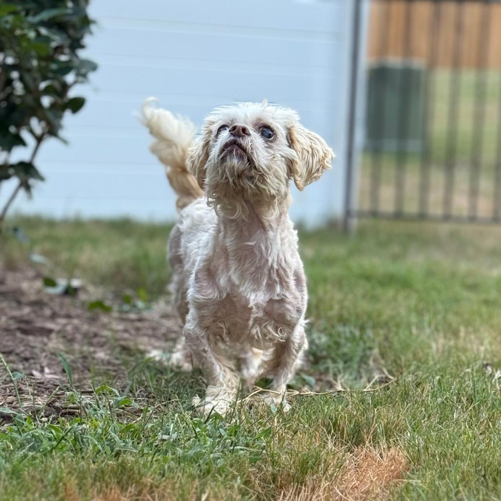 Enlarge Miso, a Adoptable Shih Tzu in Raleigh, NC image 6/6