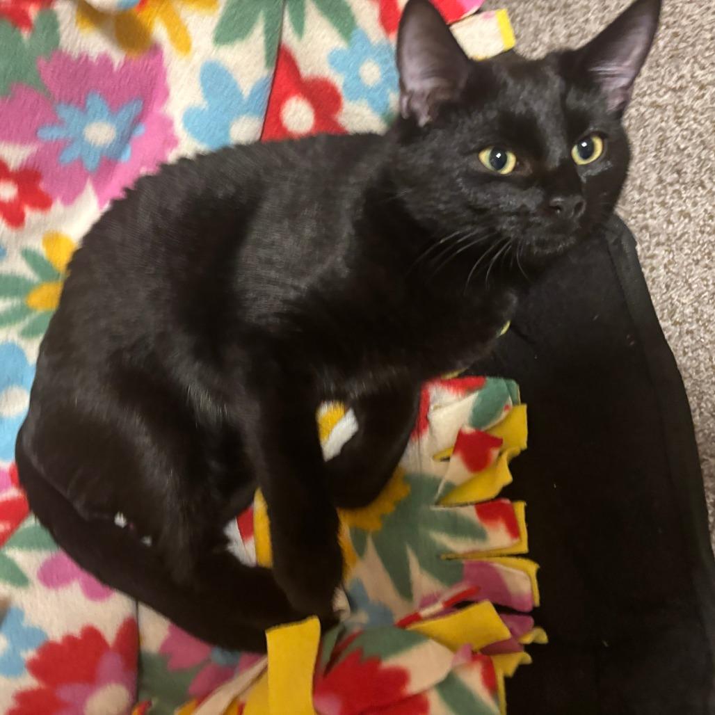 Marceline, Adoptable, Young Female Domestic Short Hair.