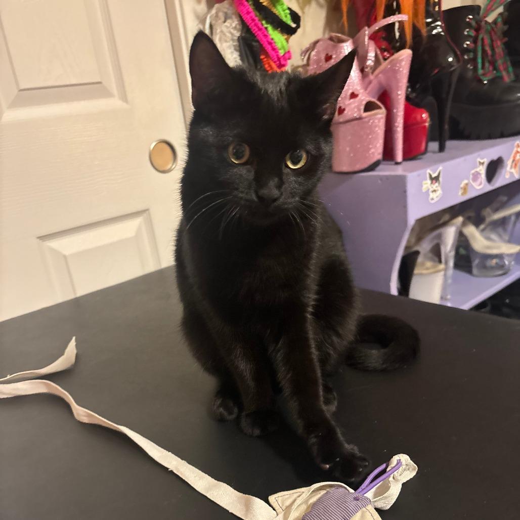 Marceline, a Adoptable Domestic Short Hair in Washougal, WA image 2/3