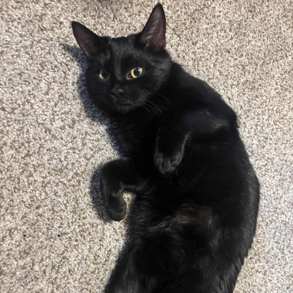 Marceline, a Adoptable Domestic Short Hair in Washougal, WA image 3/3