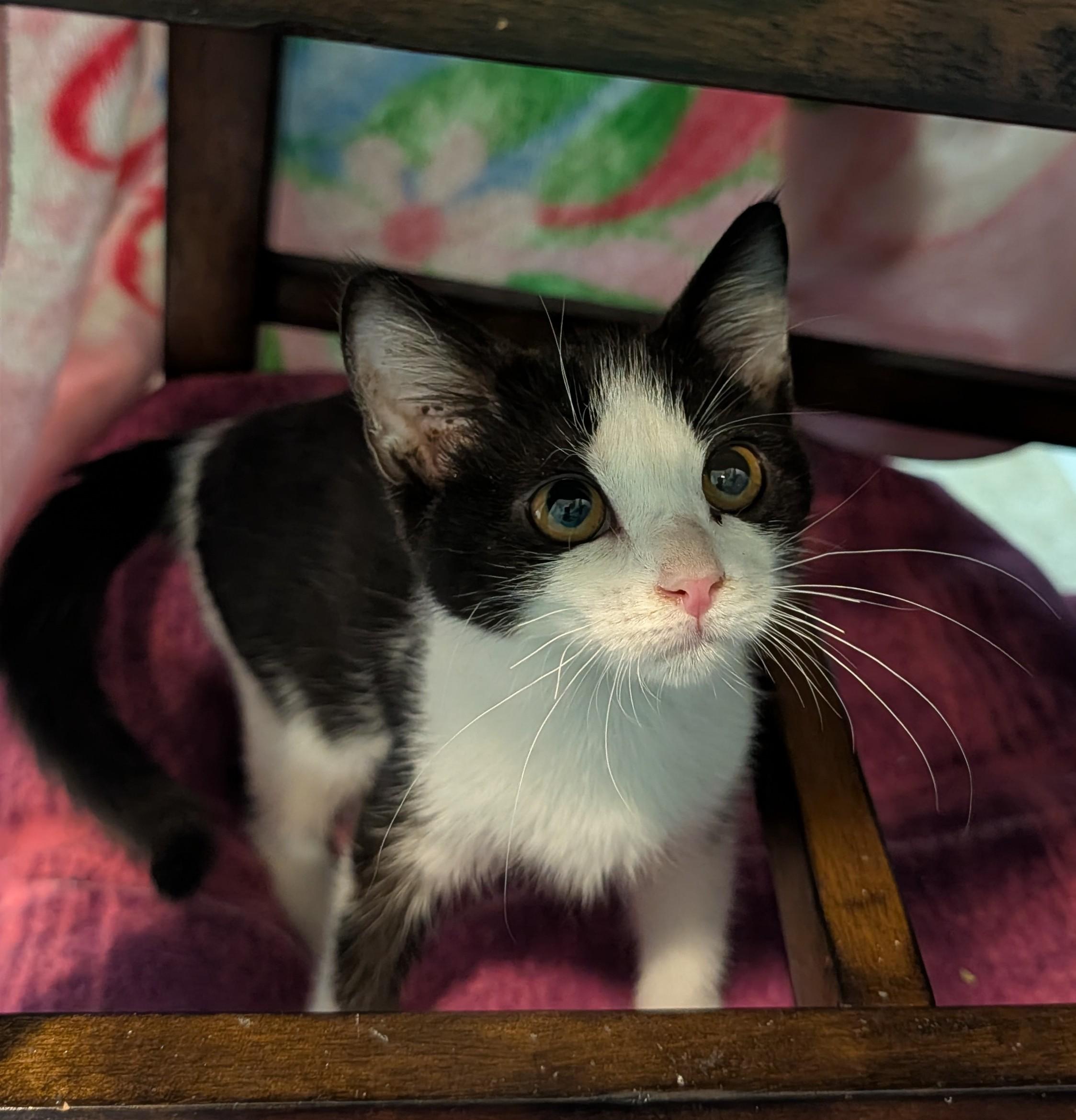 Maggie, an adoptable mixed breed in Minneapolis, MN image 3/6