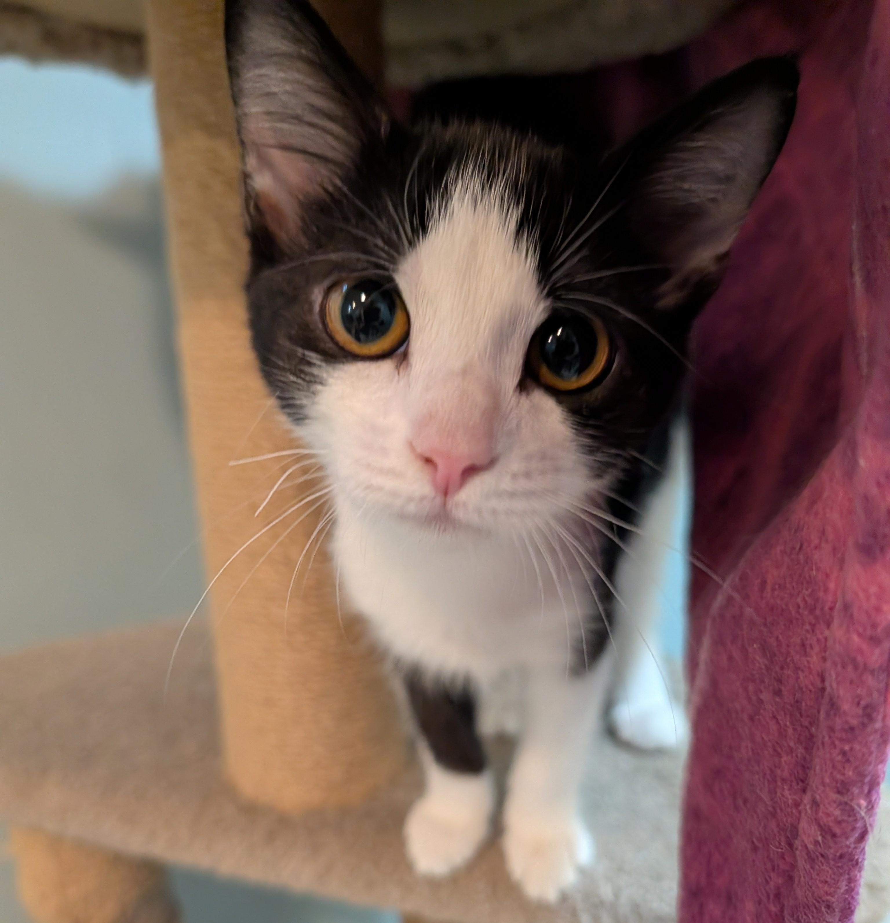 Maggie, adoptable, Kitten Female Domestic Short Hair.