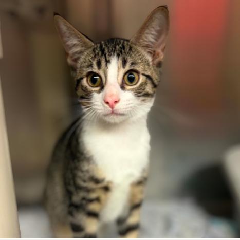 Ash, Adoptable, Kitten Male Domestic Short Hair.