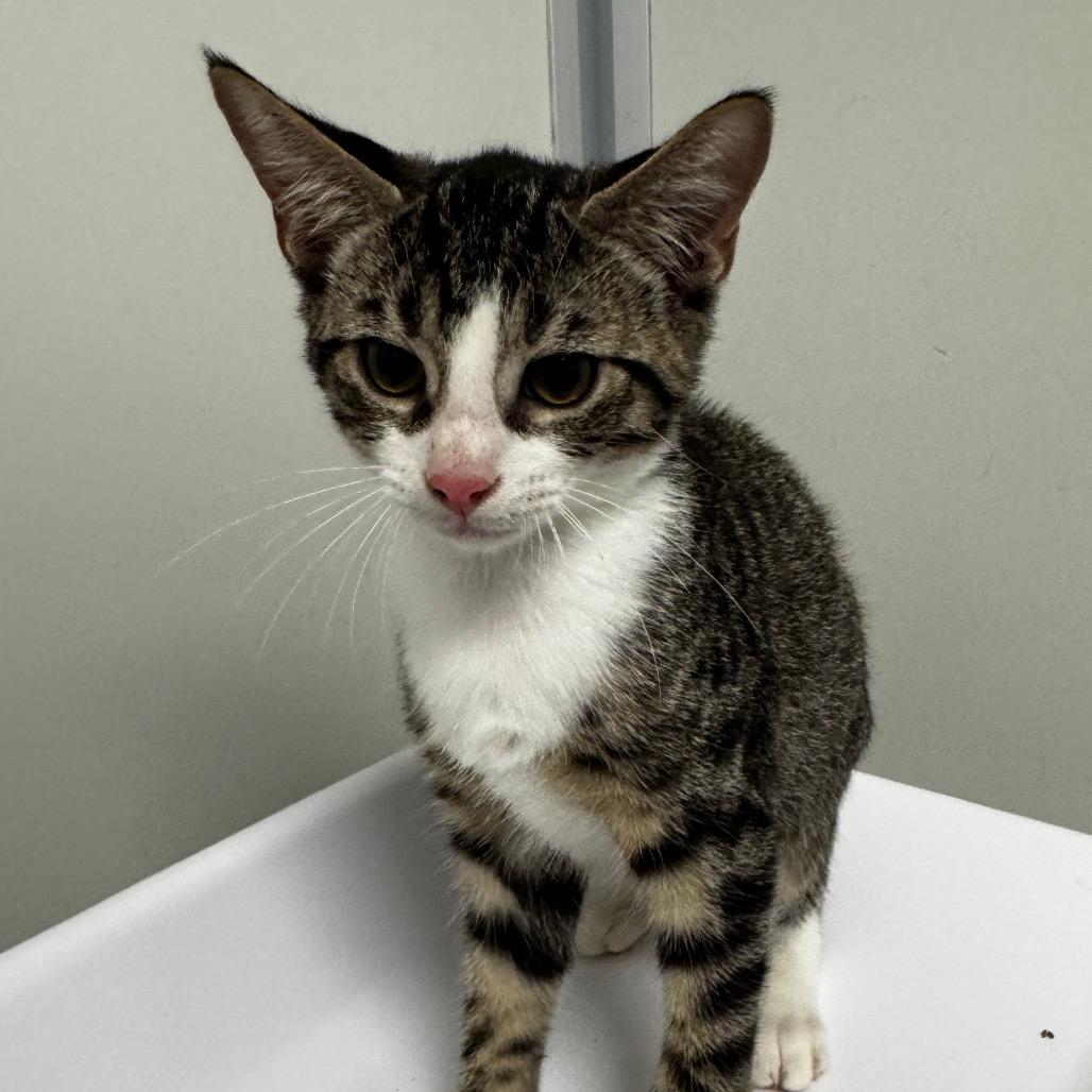 Enlarge Ash, a Adoptable Domestic Short Hair in Concord, NC image 2/2