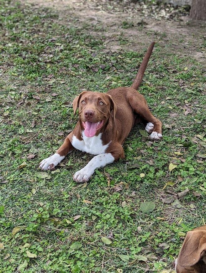 Enlarge Cacao, a Adoptable mixed breed in Mission, TX image 1/5