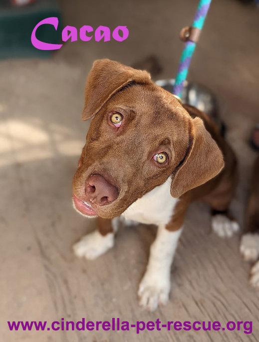 Enlarge Cacao, a Adoptable mixed breed in Mission, TX image 2/5