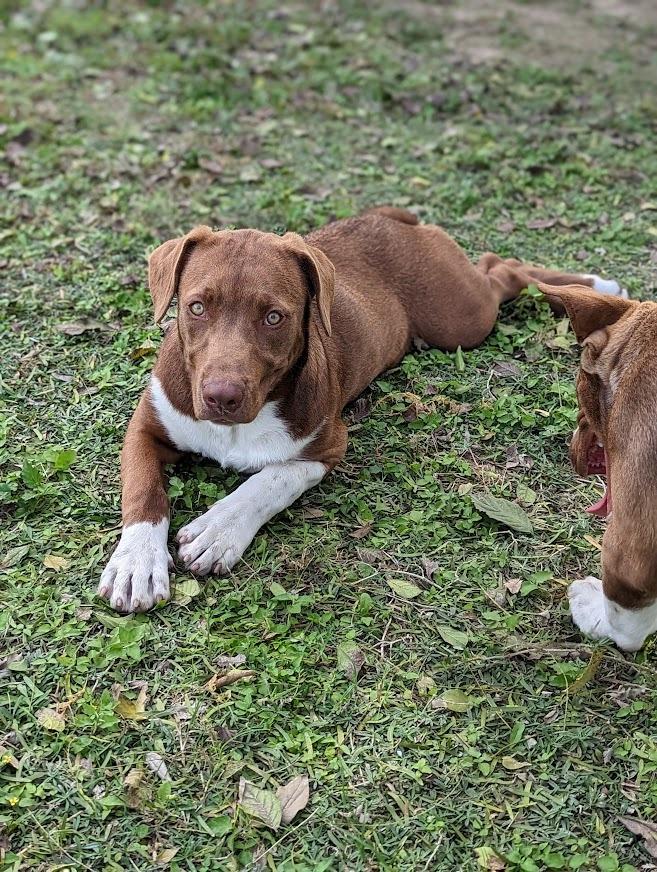 Enlarge Cacao, a Adoptable mixed breed in Mission, TX image 3/5