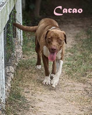 Enlarge Cacao, a Adoptable mixed breed in Mission, TX image 4/5
