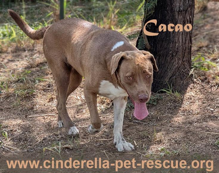 Enlarge Cacao, a Adoptable mixed breed in Mission, TX image 5/5