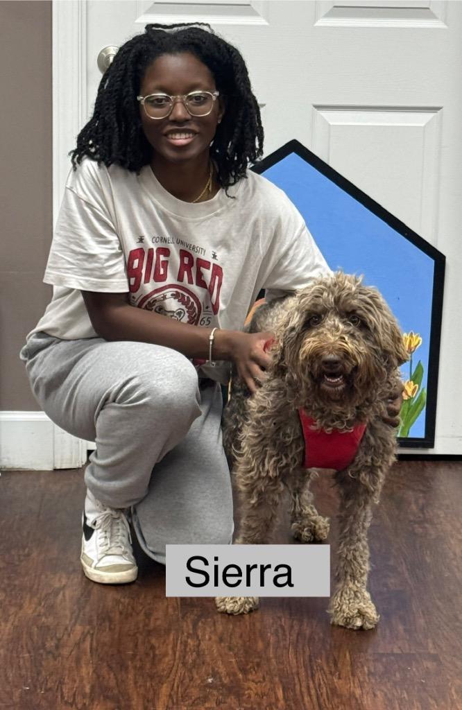 Sierra, Adopted, Young Female Poodle & Golden Retriever.